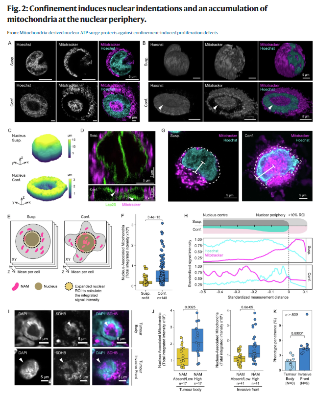 Metabolic Adaptation to Mechanical Stress: PLAST_CELL-Linked Study Published
